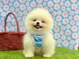 Safkan Pomeranian Güzelliklerimiz