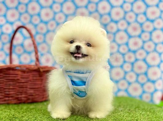 Safkan Pomeranian Güzelliklerimiz
