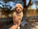 Renk Renk Toy Poodle Yavrularımız
