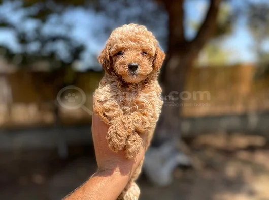 Renk Renk Toy Poodle Yavrularımız görsel