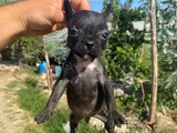 A KALİTE FRENCH BULDOG