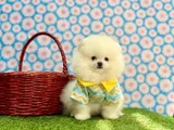 A Plus Irk Standartlarında Gerçek Pomeranian Ayıcık