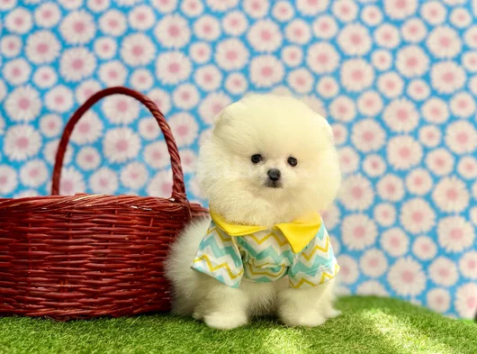 A Plus Irk Standartlarında Gerçek Pomeranian Ayıcık görsel