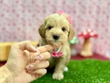 Şeker Tatında Tatlı Maltipoo Bebekler