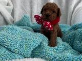 Aileden 0 Boy Poodle Yavruları