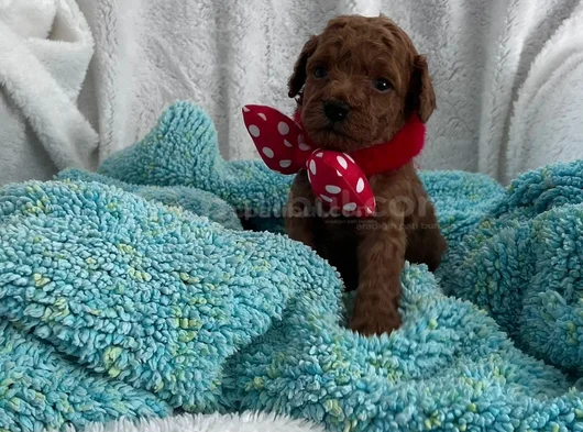 Aileden 0 Boy Poodle Yavruları görsel