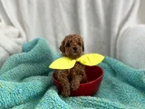 Aileden 0 Boy Poodle Yavruları