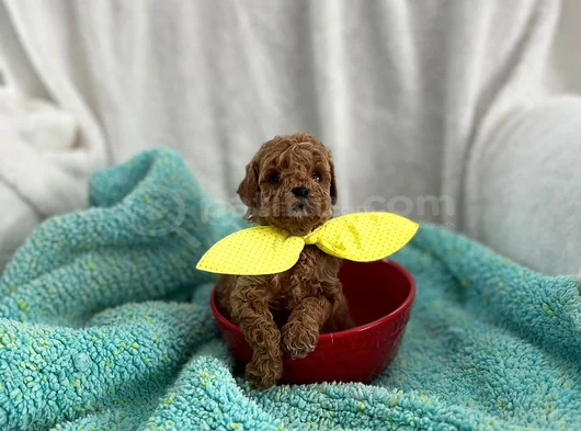 Aileden 0 Boy Poodle Yavruları görsel