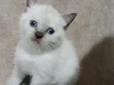 Bluepoi̇nt Di̇şi̇ Bri̇ti̇sh Bebemi̇z