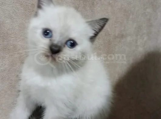 Bluepoi̇nt Di̇şi̇ Bri̇ti̇sh Bebemi̇z görsel