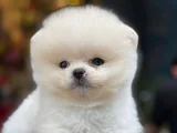 Pamuk Gibi Safkan Pomeranian Boo Yavrusu