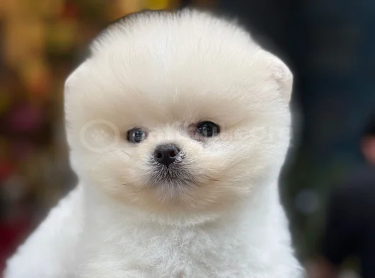 Pamuk Gibi Safkan Pomeranian Boo Yavrusu