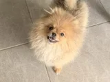 Saf Kan Pomerinian