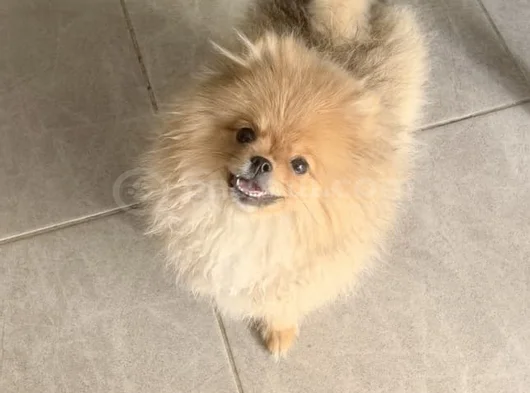 Saf Kan Pomerinian görsel