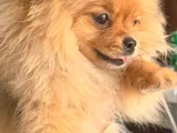 Saf Kan Pomerinian