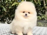 Safkan Pomeranian Boo Yavrularım Yeni Yuvasına Gitmeye Hazır