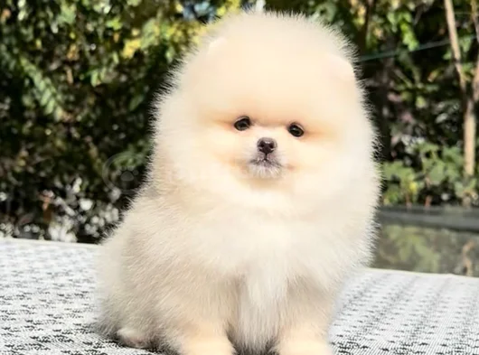 Safkan Pomeranian Boo Yavrularım Yeni Yuvasına Gitmeye Hazır görsel
