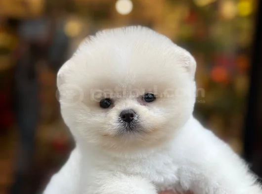 Pamuk Gibi Safkan Pomeranian Boo Yavrusu görsel