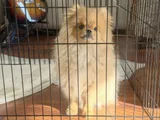 Saf Kan Pomerinian