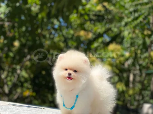 Safkan Pomeranian Boo Yavrularım Yeni Yuvasına Gitmeye Hazır görsel