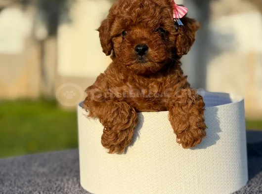 Safkan Toy Poodle  Kıvırcık Kürklü Yavru