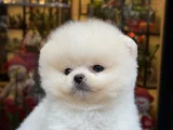 Pamuk Gibi Safkan Pomeranian Boo Yavrusu
