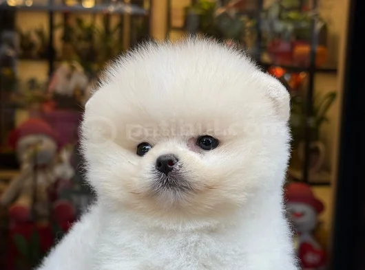 Pamuk Gibi Safkan Pomeranian Boo Yavrusu görsel