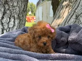Safkan Toy Poodle  Kıvırcık Kürklü Yavru