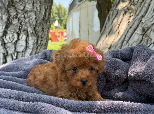 Safkan Toy Poodle  Kıvırcık Kürklü Yavru görsel