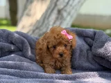 Safkan Toy Poodle  Kıvırcık Kürklü Yavru