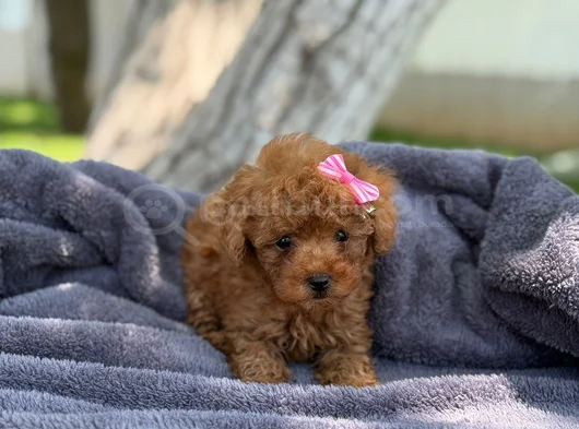 Safkan Toy Poodle  Kıvırcık Kürklü Yavru görsel