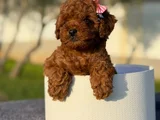 Safkan Toy Poodle  Kıvırcık Kürklü Yavru