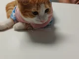 Kaplancık Ev Arıyor