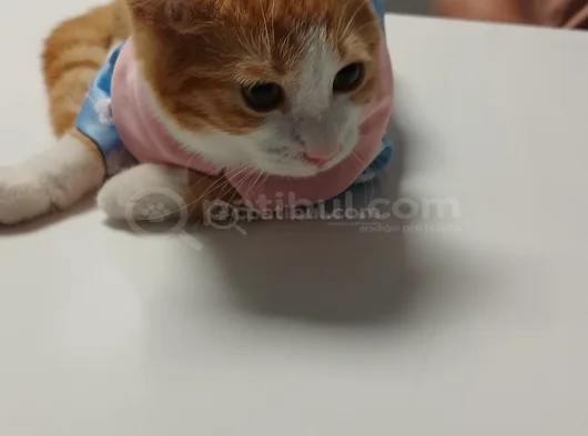 Kaplancık Ev Arıyor görsel