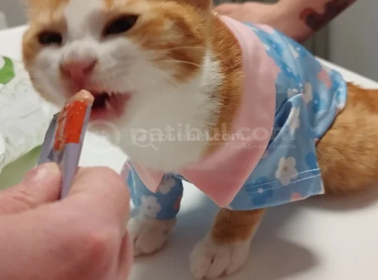 Kaplancık Ev Arıyor görsel