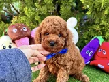 Irk Ve Sağlik Garanti̇li̇ Tcap Ve Toy Poodle Yavrulari