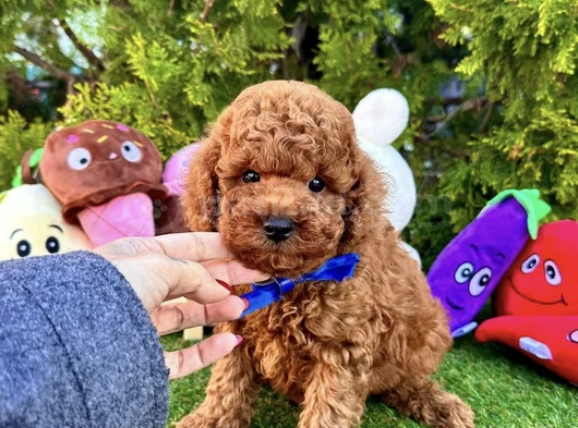 Irk Ve Sağlik Garanti̇li̇ Tcap Ve Toy Poodle Yavrulari görsel