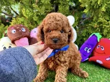 IRK VE SAĞLIK GARANTİLİ TCAP VE TOY POODLE YAVRULARI