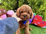 Irk Ve Sağlik Garanti̇li̇ Tcap Ve Toy Poodle Yavrulari