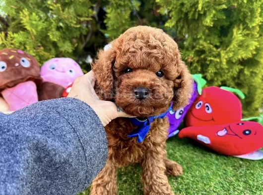 Irk Ve Sağlik Garanti̇li̇ Tcap Ve Toy Poodle Yavrulari görsel