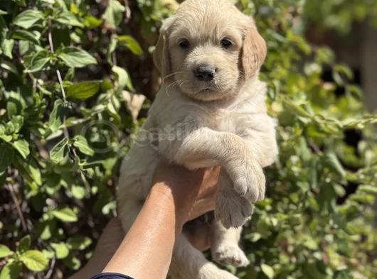 Macar Koca Kafa Baby Face Golden