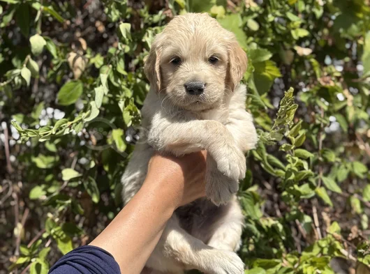 Macar Koca Kafa Baby Face Golden görsel