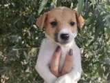 Harika Güzellikte Jack Russel Yavrular