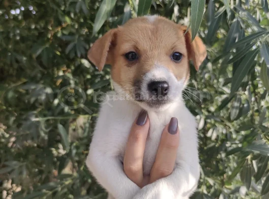 Harika Güzellikte Jack Russel Yavrular