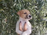 Harika Güzellikte Jack Russel Yavrular