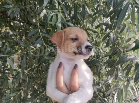 Harika Güzellikte Jack Russel Yavrular görsel
