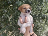 Harika Güzellikte Jack Russel Yavrular