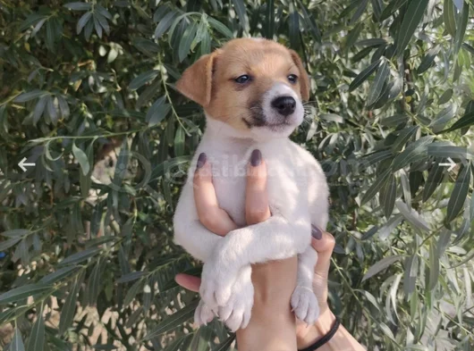 Harika Güzellikte Jack Russel Yavrular görsel