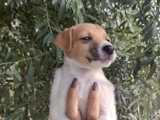 Harika Güzellikte Jack Russel Yavrular