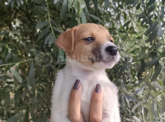 Harika Güzellikte Jack Russel Yavrular görsel